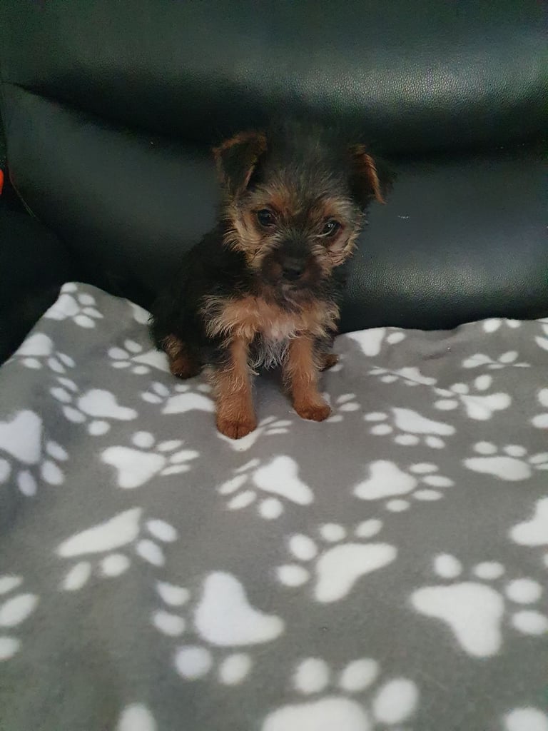 Chorkie 