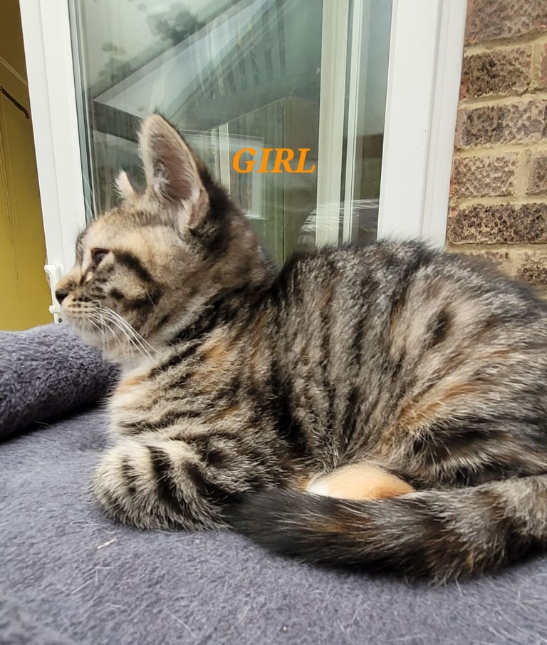 2 lovely GIRLS available 