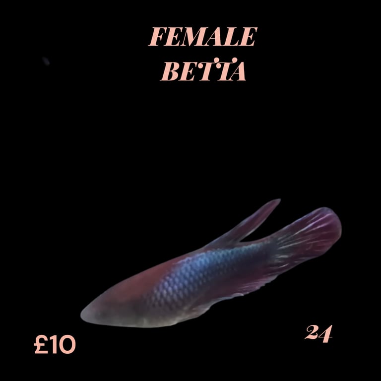 Betta fish 