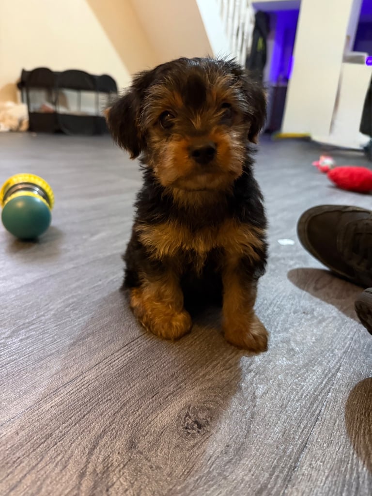  Full Breed Yorkshire Terrier Boy – 8 Weeks Old 