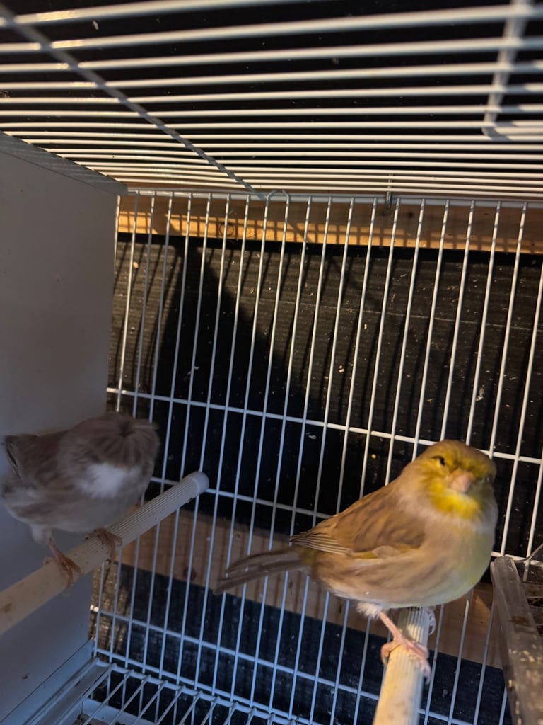 Canary, zebra for sale