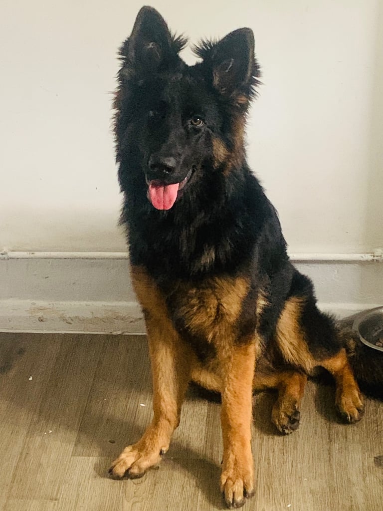 BEAUTIFUL GERMAN SHEPARD FEMALE 