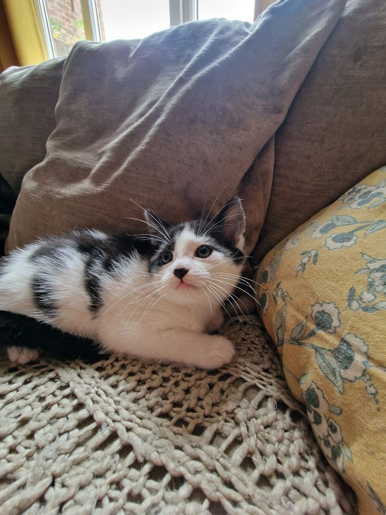 Two healthy kittens are looking for a home, one girl and one boy.