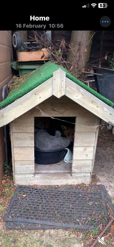 Wooden dog kennel 