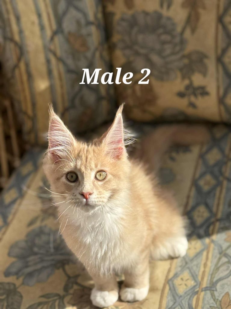 Stunning XXL Purebred Pedigree TICA Maine Coon Kittens