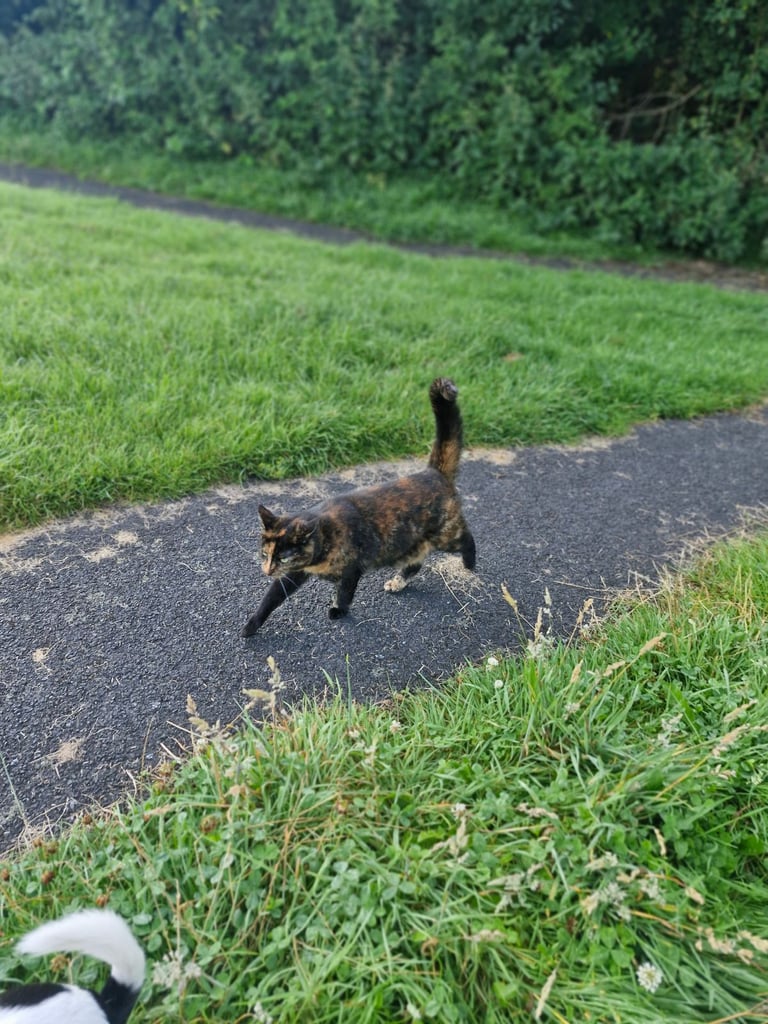 BEAUTIFUL TORTY SAGE 