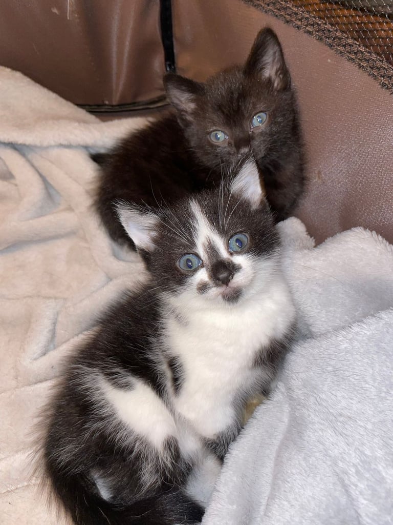 GORGEOUS TWIN KITTENS. PART BENGAL