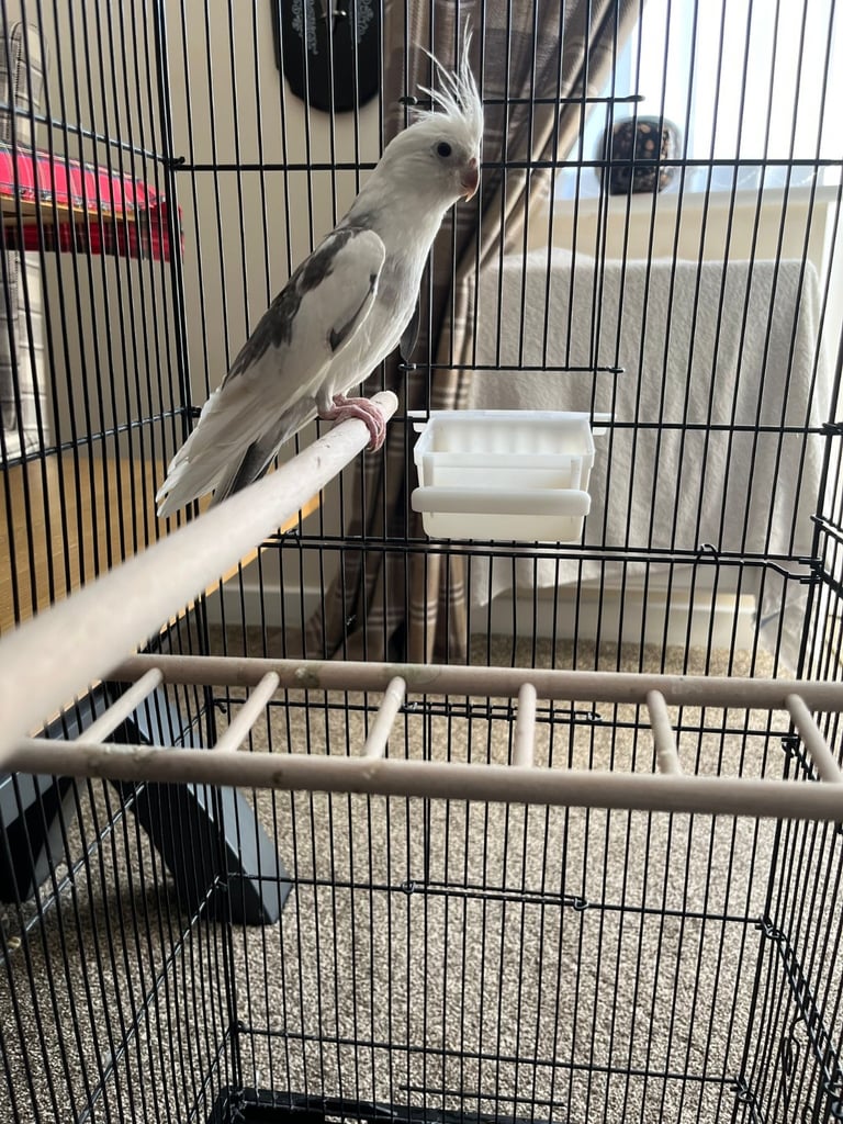 image for White and grey cockatiel