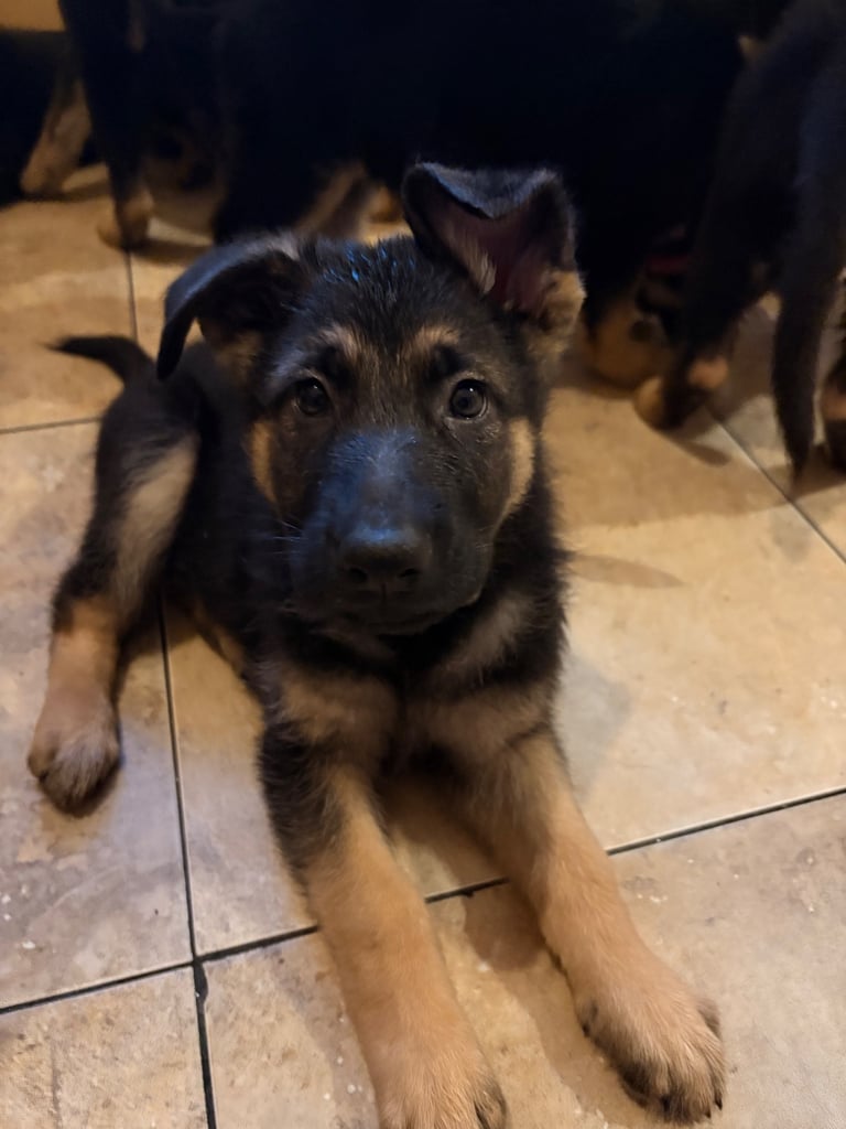 Stunning German Shepherd puppies