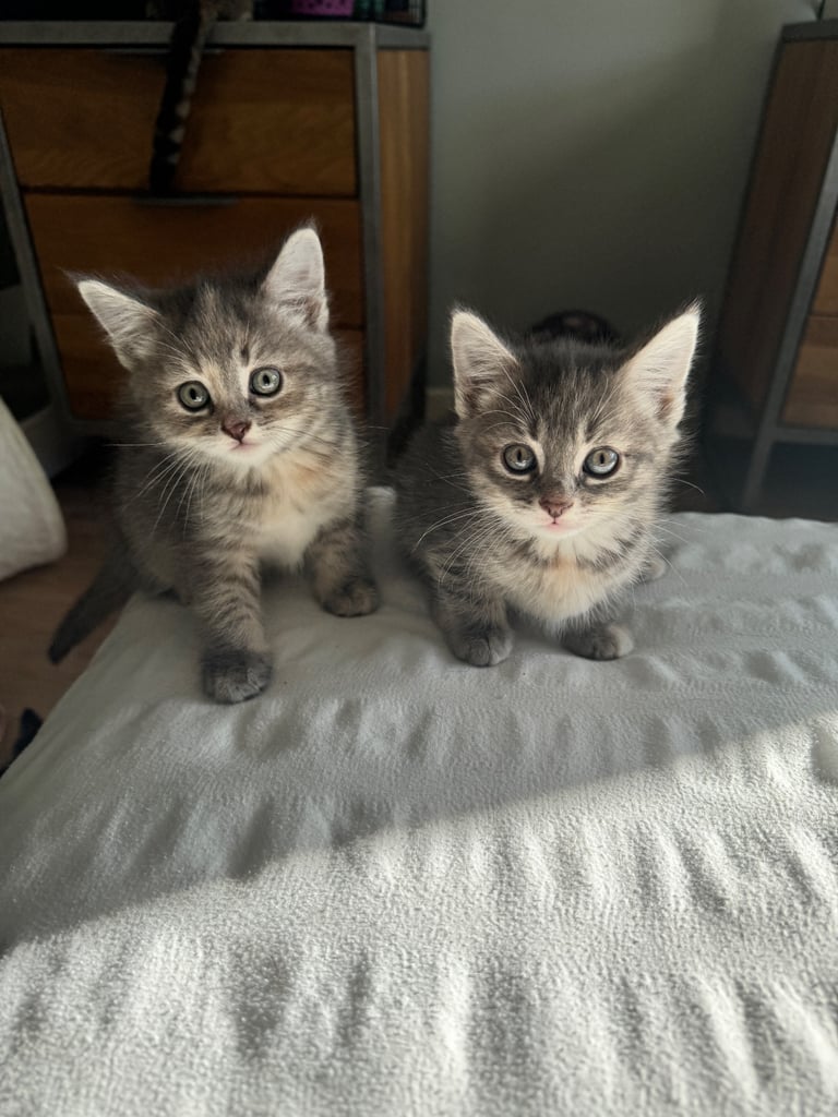 8 week old kittens ready for forever home! 