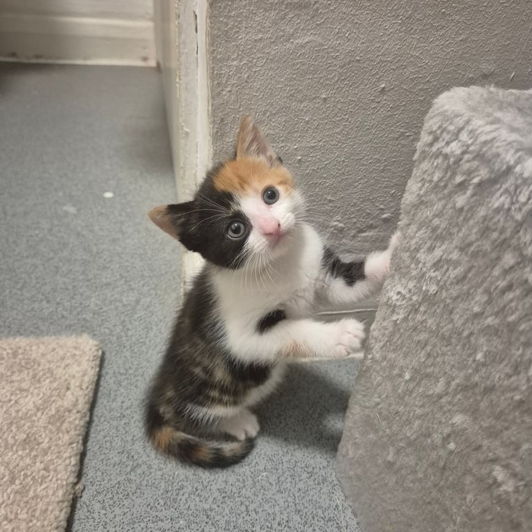 Gorgeous kittens for sale