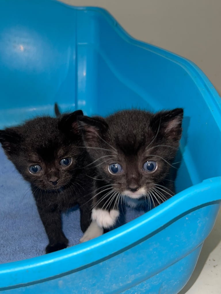 2 MIDNIGHT BLACK KITTENS 