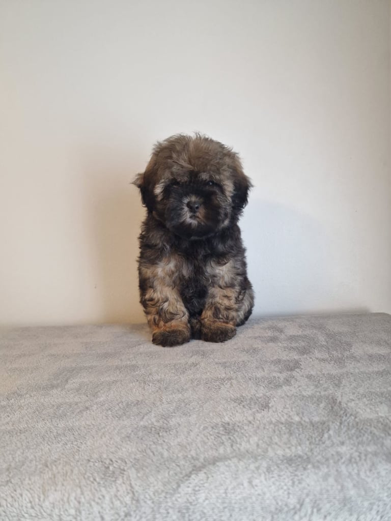 Shih Tzu puppies 