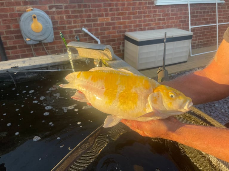 ALLNOW SOLD AND COLLECTED      6 x Large Koi Carp