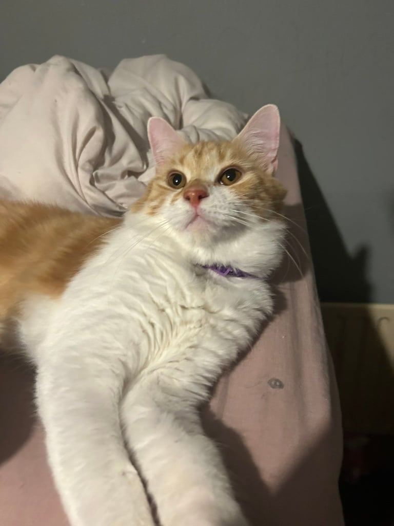 image for Kittens 