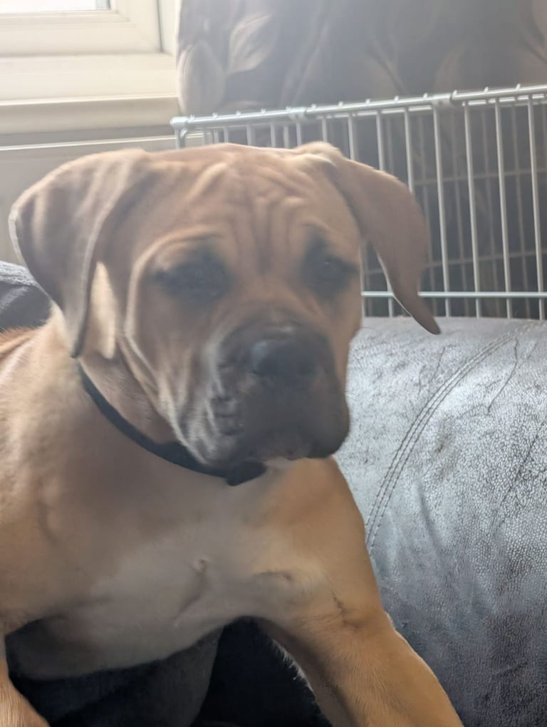 Large mixed breed puppies