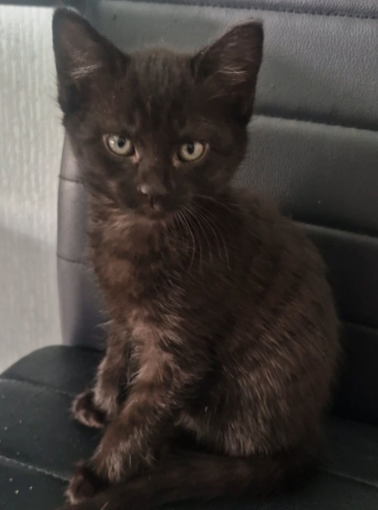 Kitten(female) 10 weeks