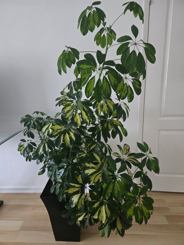 Umbrella  plant