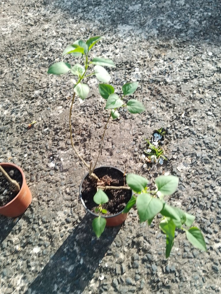 Small lilac trees 