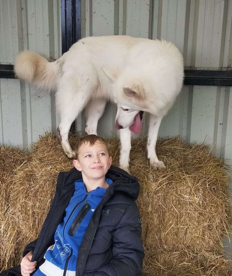 Northern Inuit X apricot German shepherd puppie