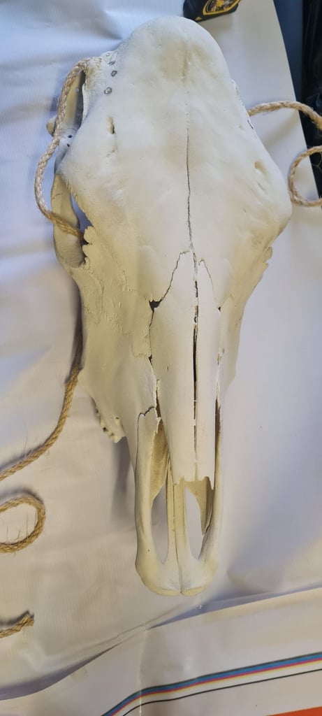 Texas Steer Skull &  Long Horns 