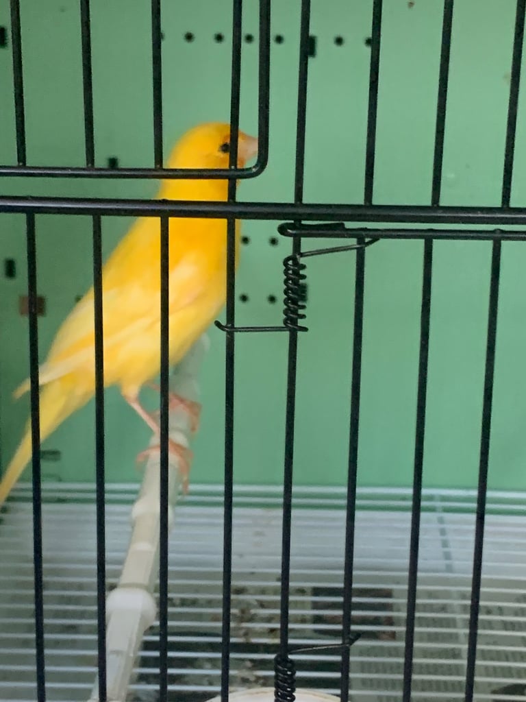 image for Canary with brand new cage for sale. 