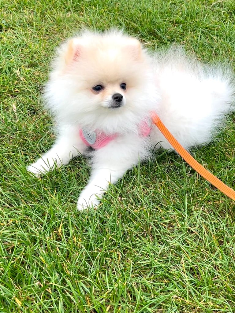 image for Your little Pomeranian friend