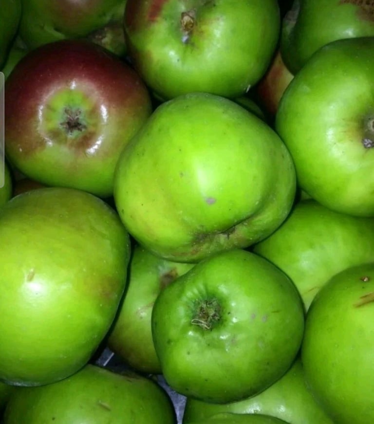 Organic Bramley Cooking Apples 🍏 READY NOW! 