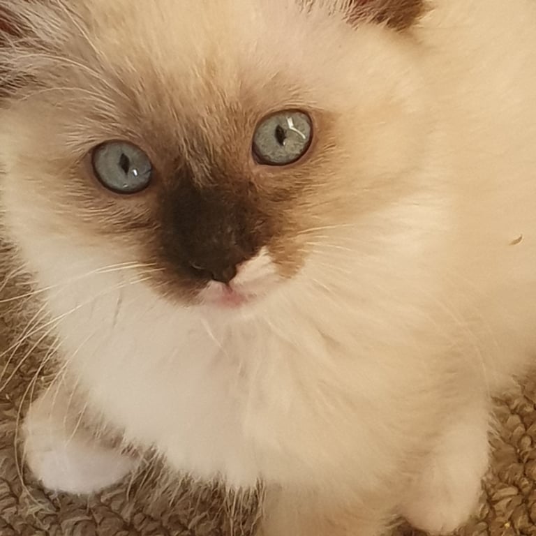 image for Absolutely beautiful ragdolls kittens 
