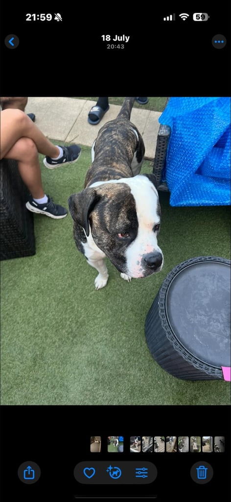 American bulldog 