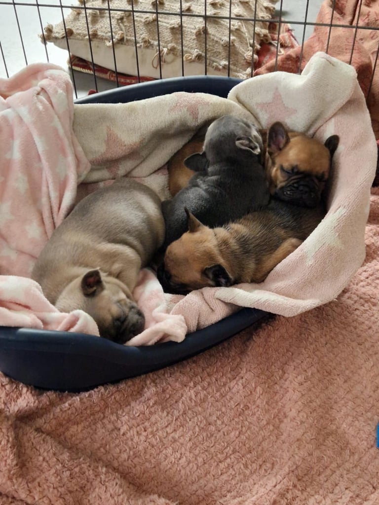 Full pedigree French bulldog puppies