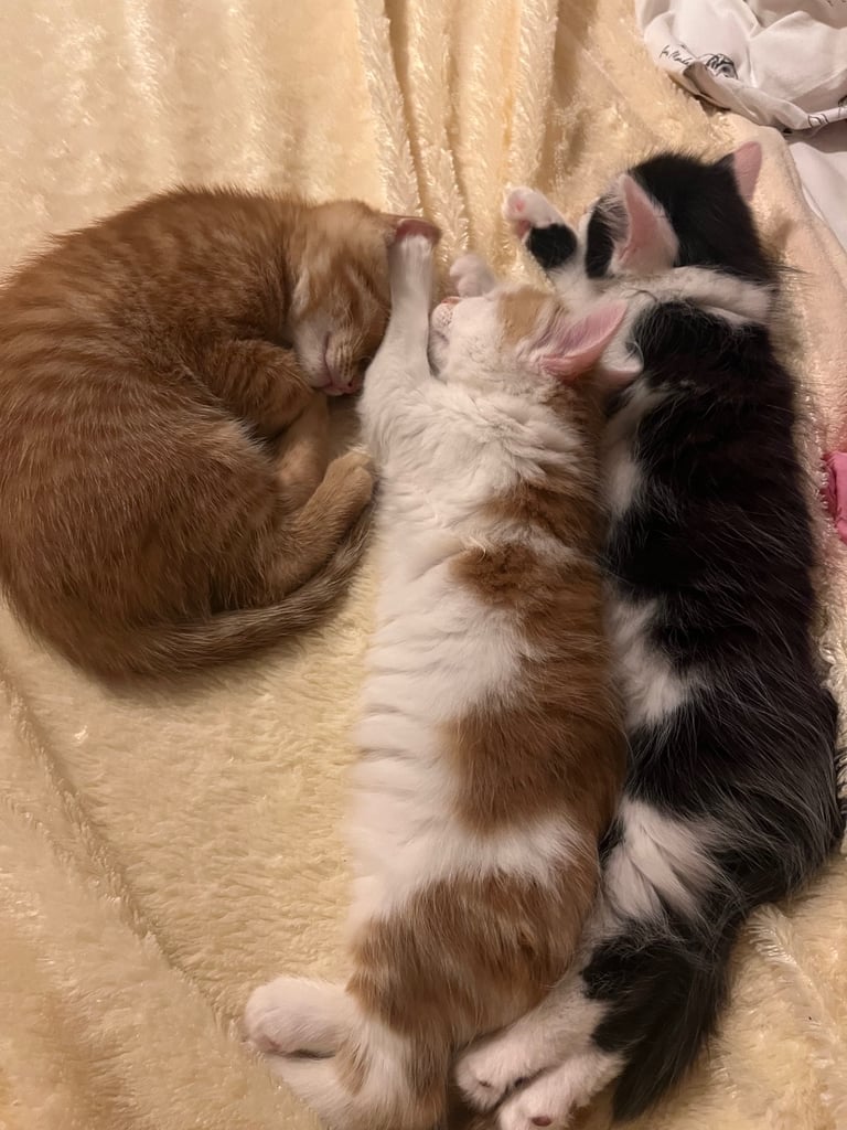 Kittens 
