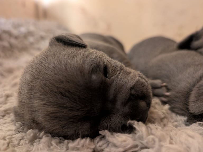 Blue Staffordshire Bull Terrier Puppiess