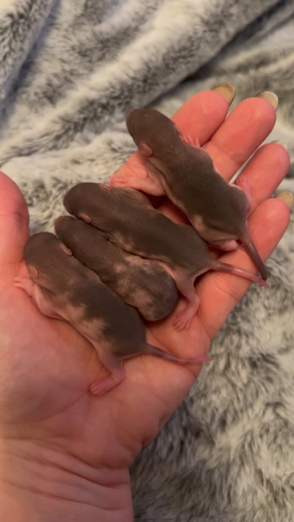 Rat pup list
