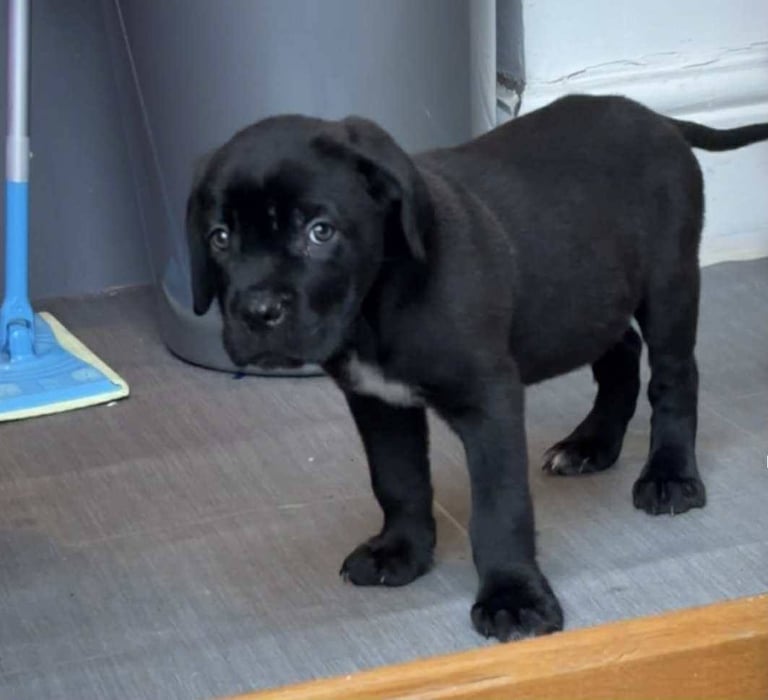 Cane corso puppy for sale 
