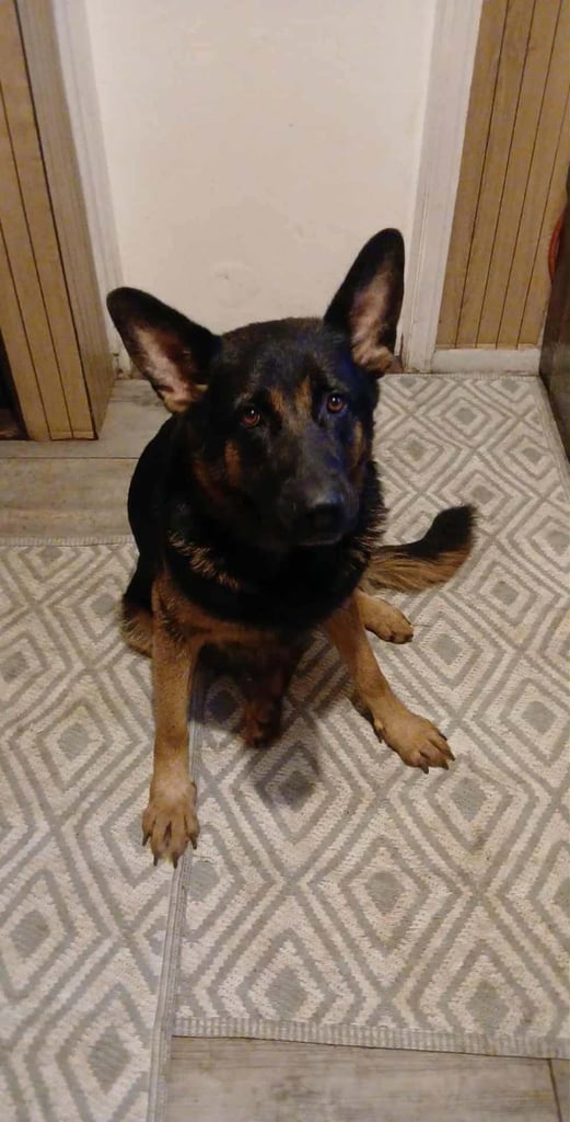 9 German Shepherd puppies for sale