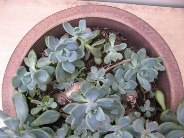Echeveria or Ghost Plant in large terracota pot