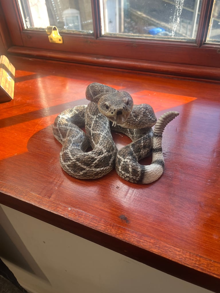 The leonardo collection rattlesnake 