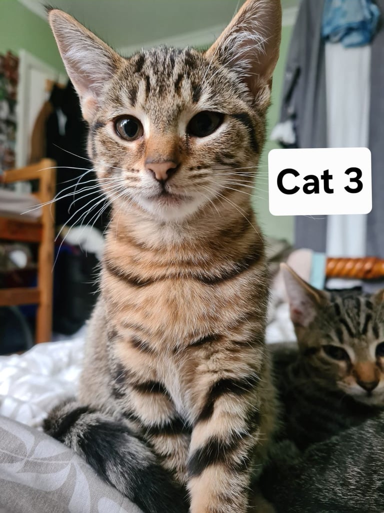 3 beautiful female kittens up for sale