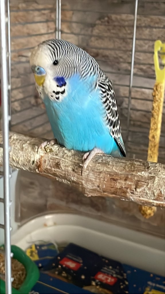 Baby male hand tamed budgie 