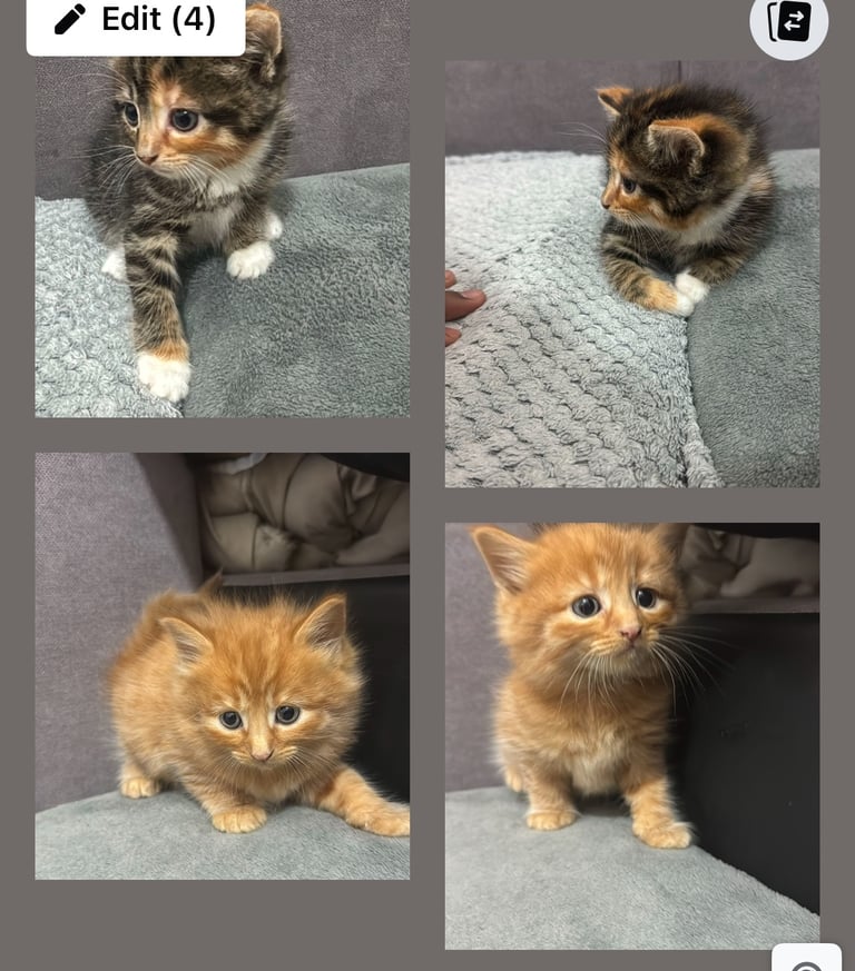 Baby kittens for sale Tabby & Ginger Available from 15th April