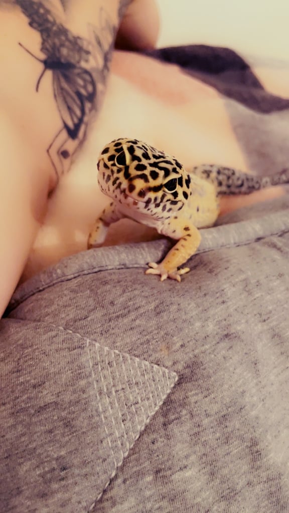 Leopard gecko and set up