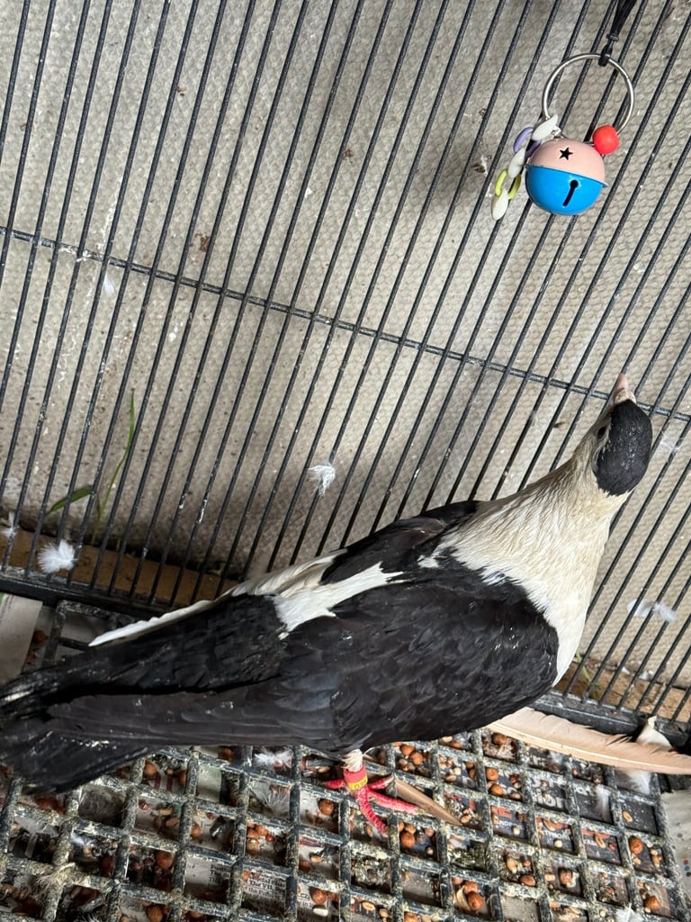 Afghan pigeons 