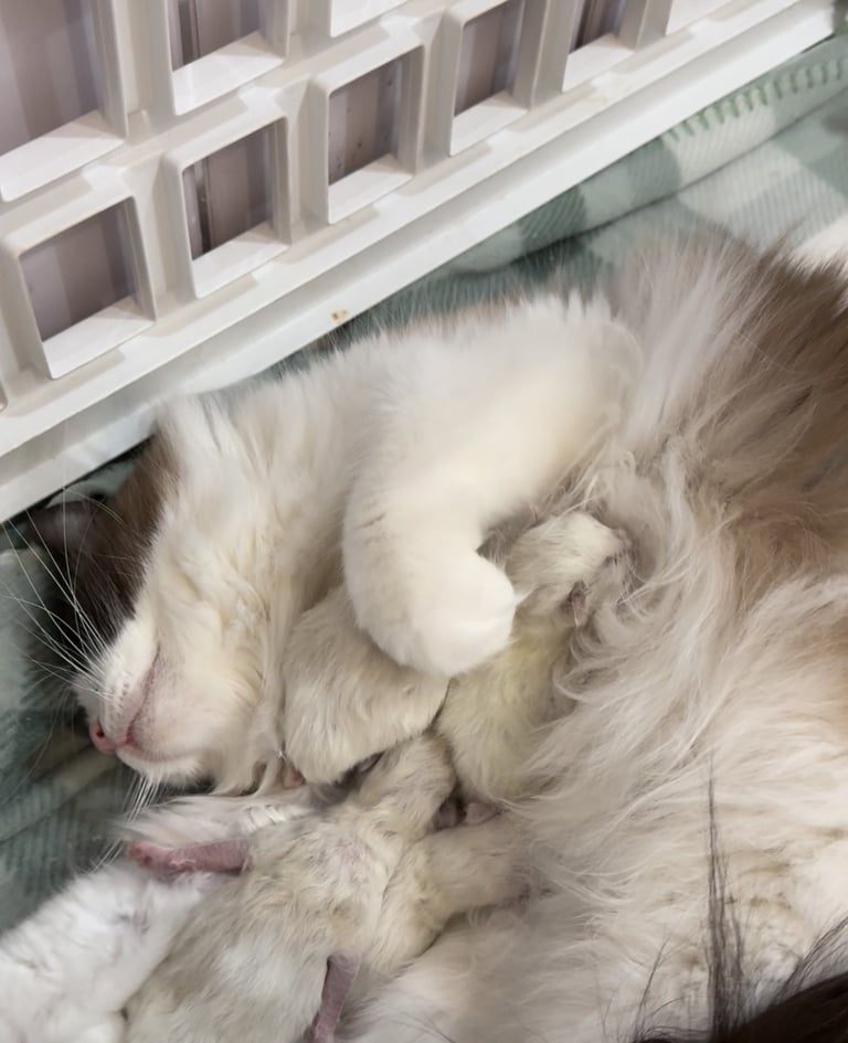 Ragdoll kittens for sale GCCF 