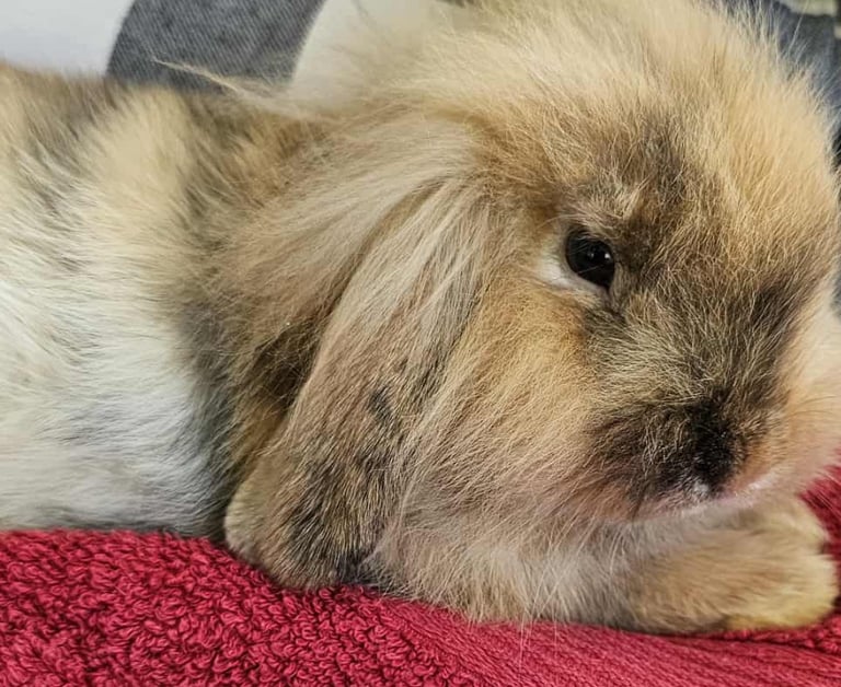 Female lionhead rabbit 