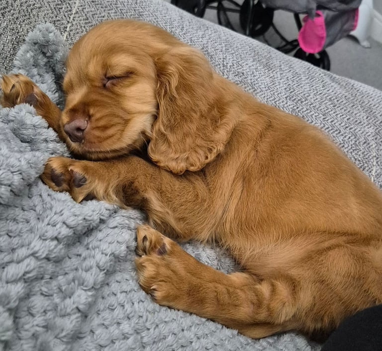  cocker spaniel 10 weeks old