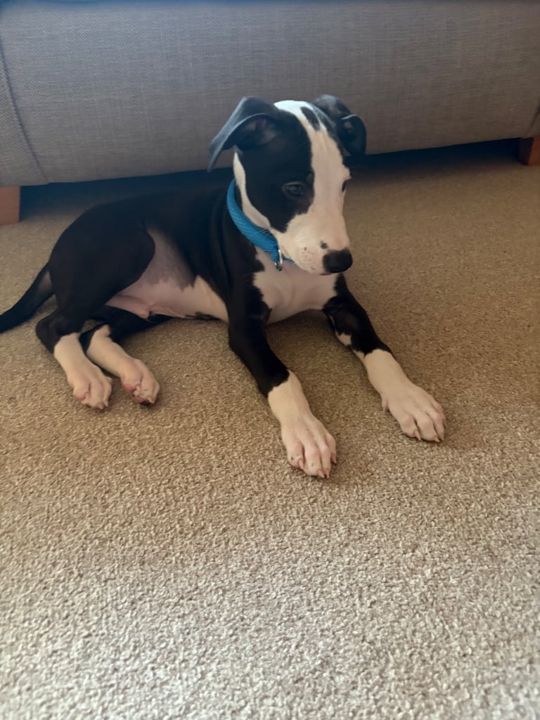Lurcher puppy 8weeks