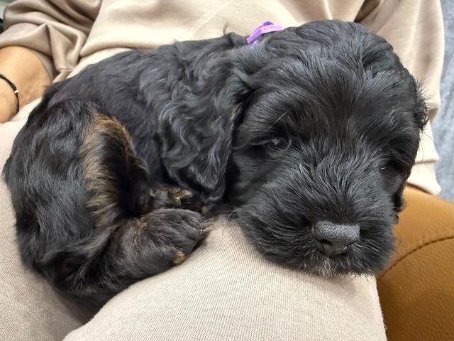 Cockapoo Girl Puppy F1 : 6weeks Old