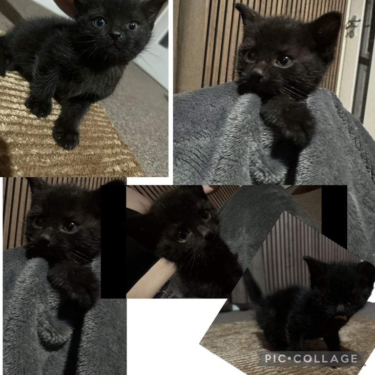 1 beautiful male kitten