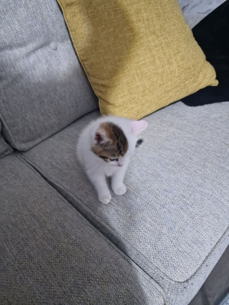 7 kittens 